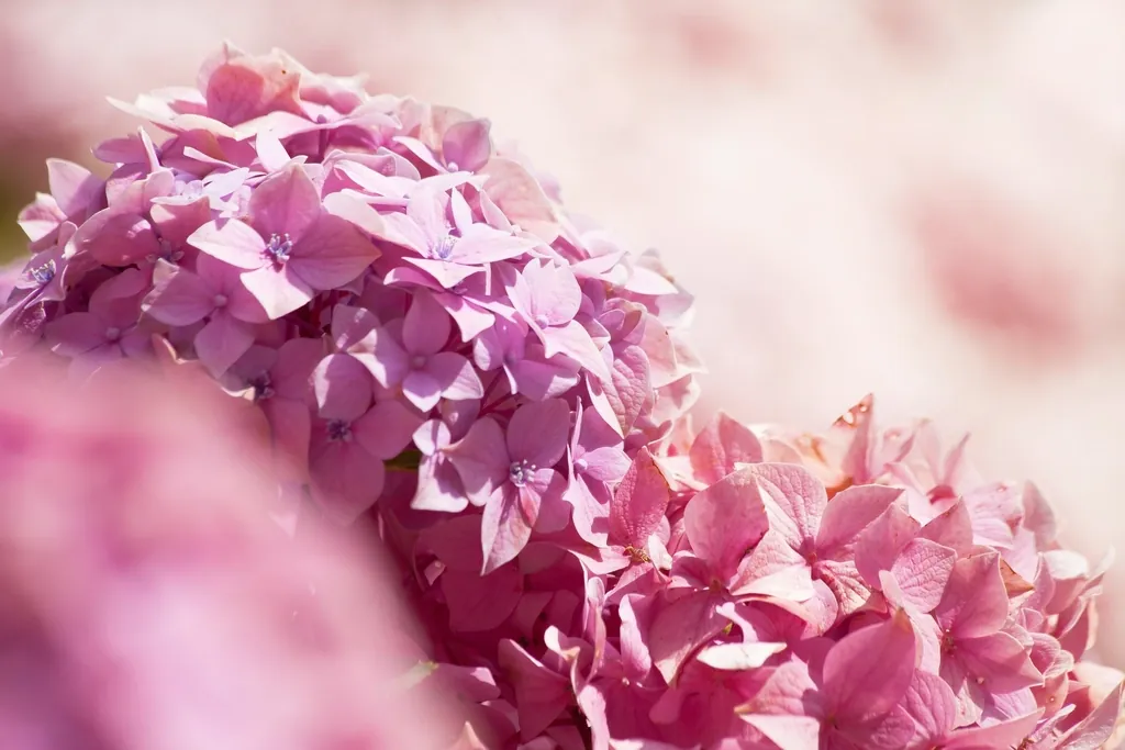 Close-up of pink hydrangea blooms